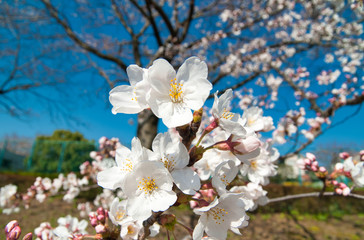 桜, 花, ピンク, 木, 自然, 咲く, 白