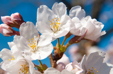 桜, 花, ピンク, 木, 自然, 咲く, 白