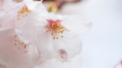 綺麗な春の満開の桜の花のアップ写真