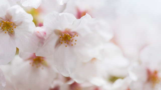 綺麗な春の満開の桜の花のアップ写真