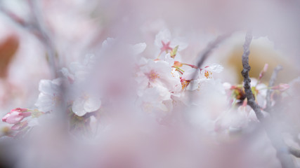 春の満開の桜の花