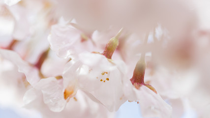 綺麗な春の満開の桜の花のアップ写真
