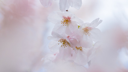 春の満開の桜の花