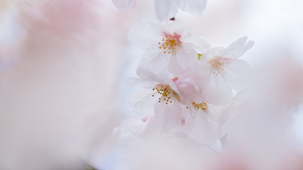 春の満開の桜の花