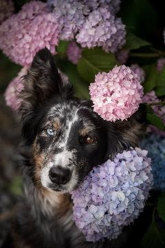 Australian Shepherd in Hortensien