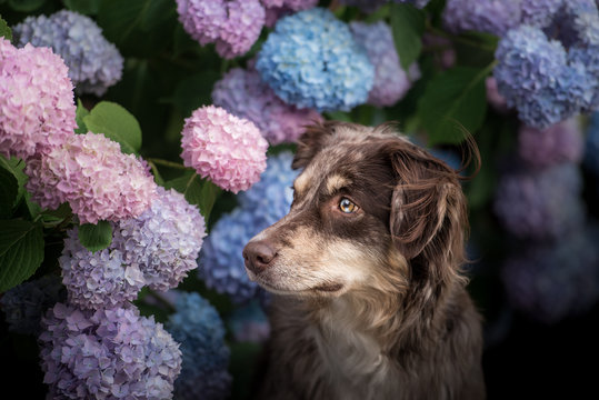 Australian Shepherd in Hortensien