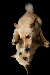 Hunde gespiegelt vor schwarzem Hintergrund
