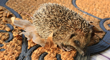 jeune hérisson © helenedevun