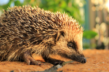 hérisson de profil © helenedevun