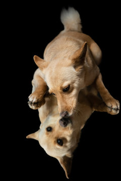 Hunde gespiegelt vor schwarzem Hintergrund