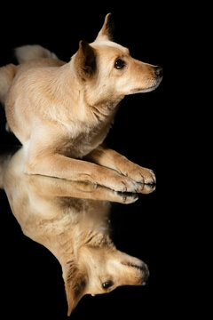 Hunde gespiegelt vor schwarzem Hintergrund