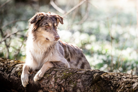 Australian Shepherd im Fr&uuml;hling in den Schneegl&ouml;ckchen 