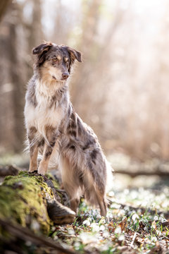 Australian Shepherd im Fr&uuml;hling in den Schneegl&ouml;ckchen 