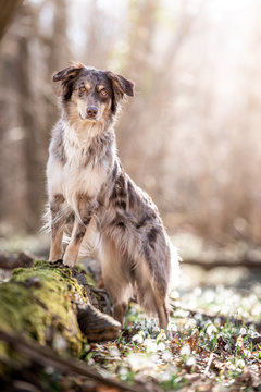 Australian Shepherd im Fr&uuml;hling in den Schneegl&ouml;ckchen 