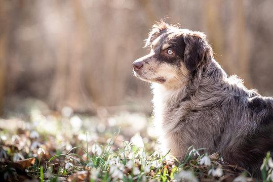 Australian Shepherd im Fr&uuml;hling in den Schneegl&ouml;ckchen 
