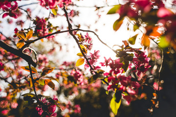 The sun's rays pass through a flowering sakura branch.