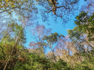 Ant't eye view of dry tree branches with blue sky background, Mae Sa Waterfall in Chiang Mai, northern of Thailand.