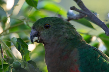 Obraz premium Bird feeding