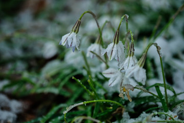 春の雪とハナニラ。cute flower ipheion uniflorum with snow, spring time Japan