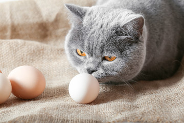 Gray british cat sniffs a chicken egg close-up on burlap background