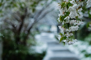 春の雪と桜。春の東京の雪景色。Snow and Sakura. Beautiful Japanese Cherry Blossoms with snow.