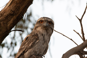 tawny frogmouth on a branch