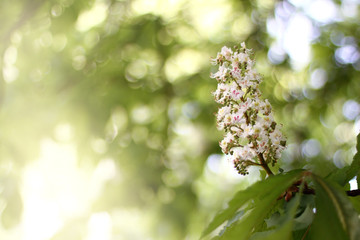 branch of a blossoming chestnut tree. rare spring flower