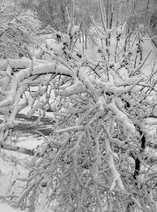 snow is lying on the branches