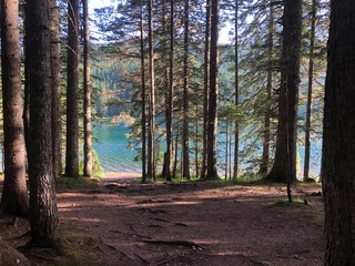 Fototapeta premium forest in autumn