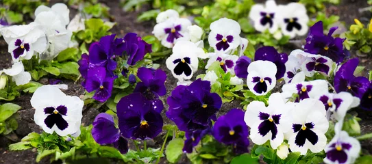 Badkamer foto achterwand Mooie witte en paarse viooltjesbloemen © lumikk555