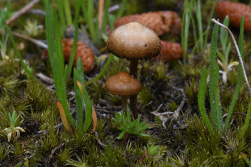 Tiny mushrooms in a tiny garden
