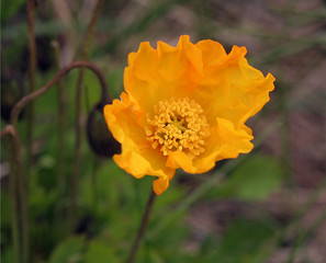 belle fleur jaune