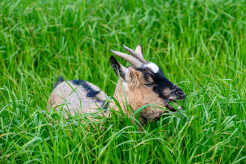 Goats eating grass in the field