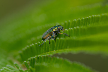 Shiny metallic green beetle on leaf