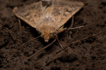 moth from the dry swamp