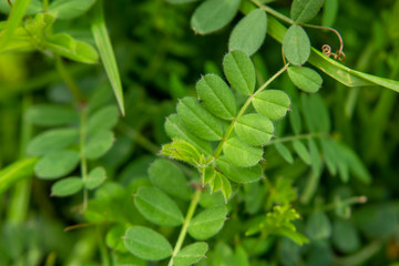ヤハズエンドウの葉