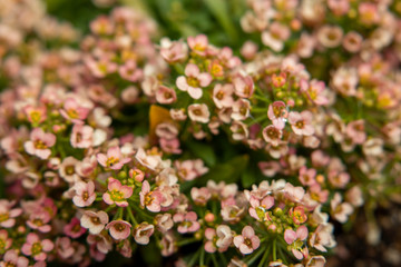 くすんだピンクのスイートアリッサム