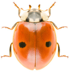 Adalia bipunctata, known as two-spot ladybird, two-spotted ladybug or two-spotted lady beetle, is a beetle of the family Coccinellidae. Dorsal view of two-spot ladybird isolated on white background.