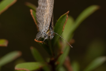 Fototapeta premium Moth on flower