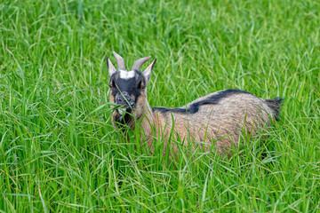 Goats eating grass in the field