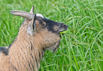 Goats eating grass in the field