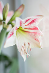 hippeastrum stamen pestle petal pink white green aroma flower indoor