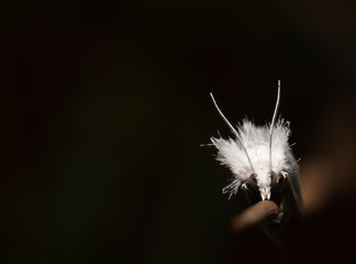 Hairy white moth clinging to stalk of grass 