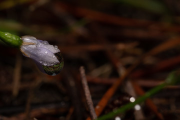 raindrops on purple flower