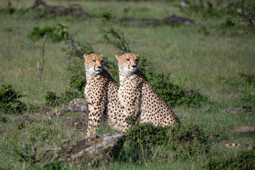 two cheetahs sitting alertly side by side in the Masai mara
