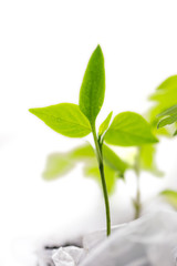 Green sprout on a windowsill