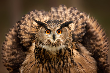 European Eagle Owl staring at the camera with big bright orange eyes