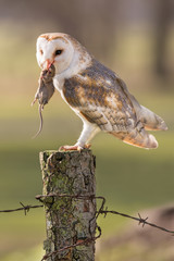 Female adult Barn owl ( typo alba ) on a fence post with a dead mouse in beak. 