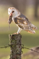 Poster Female adult Barn owl ( typo alba ) on a fence post with a dead mouse in beak.  © Chris