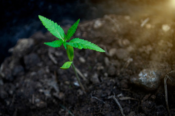 Cultivation of small cannabis plants.